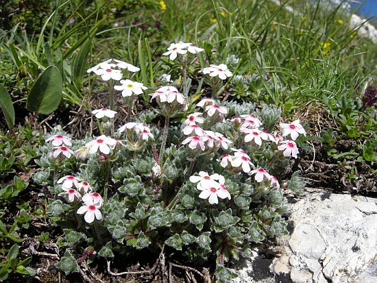 Androsace villosa /Androsace appenninica